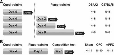 Superior Place Learning of C57BL/6 vs. DBA/2 Mice Following Prior Cued Learning in the Water Maze Depends on Prefrontal Cortical Subregions